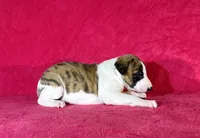 processed/cfeee22f-c44c-4d3d-aa9b-4e9048ffdb42/listing/c42b1ed3-44f7-4a67-a7eb-60f49f039ae1/23414a18-7f64-4183-8320-87f7d004ab8c