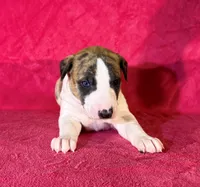 processed/cfeee22f-c44c-4d3d-aa9b-4e9048ffdb42/listing/c42b1ed3-44f7-4a67-a7eb-60f49f039ae1/7906c8b0-702f-400f-b2ff-f515dfbda0d6