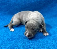 Serenade, a female Whippet for sale in Gentry, AR – Photo 3 of 6