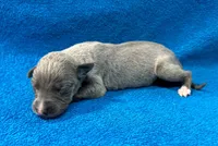 Serenade, a female Whippet for sale in Gentry, AR – Photo 1 of 6