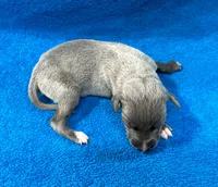 Serenade, a female Whippet for sale in Gentry, AR – Photo 2 of 6