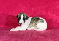 processed/cfeee22f-c44c-4d3d-aa9b-4e9048ffdb42/listing/dab02c94-2b41-423c-9472-f619190f98ba/30918361-5099-4ce4-8697-4313bffb2bff