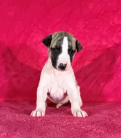 processed/cfeee22f-c44c-4d3d-aa9b-4e9048ffdb42/listing/dab02c94-2b41-423c-9472-f619190f98ba/569d15e1-5952-4bf8-b51a-c3f776db8b3c