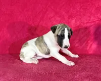 processed/cfeee22f-c44c-4d3d-aa9b-4e9048ffdb42/listing/dab02c94-2b41-423c-9472-f619190f98ba/e5022b5b-68e4-4995-ac60-04bf47c50737