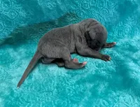 Velvet, a male Whippet for sale in Gentry, AR – Photo 4 of 6