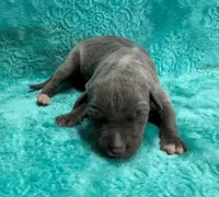 Velvet, a male Whippet for sale in Gentry, AR – Photo 2 of 6