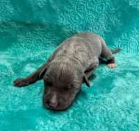 Velvet, a male Whippet for sale in Gentry, AR – Photo 3 of 6