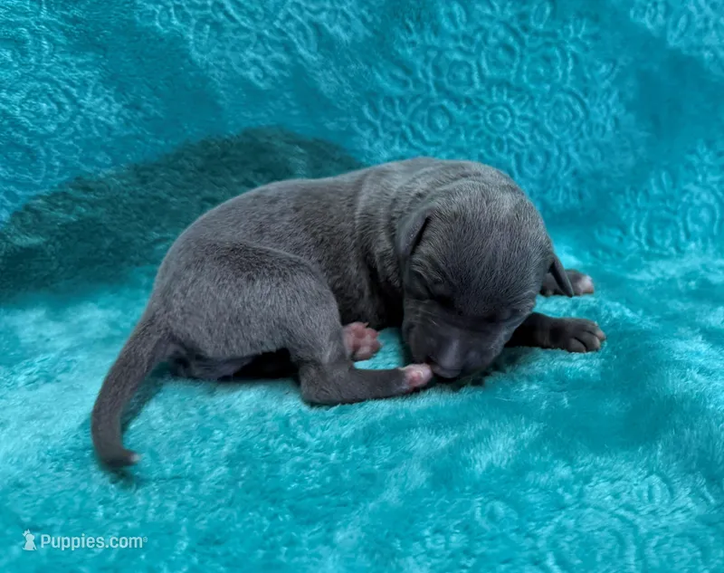 Velvet – Whippet puppy for sale in Gentry, AR