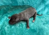 Satin, a female Whippet for sale in Gentry, AR – Photo 3 of 6