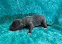 Satin, a female Whippet for sale in Gentry, AR – Photo 2 of 6