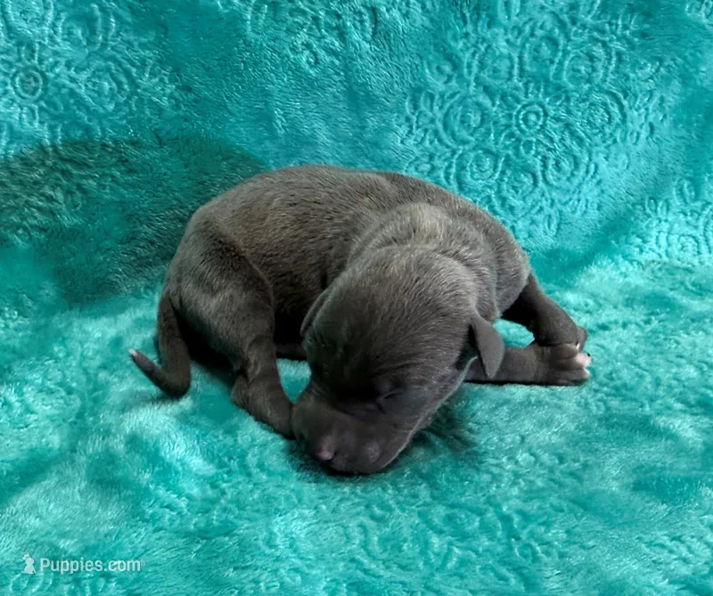 Satin – Whippet puppy for sale in Gentry, AR