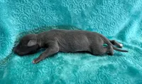 Satin, a female Whippet for sale in Gentry, AR – Photo 6 of 6