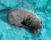 Lariat, a male Whippet for sale in Gentry, AR – Photo 6 of 7