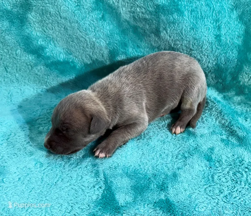Lariat – Whippet puppy for sale in Gentry, AR