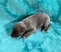 Lariat, a male Whippet for sale in Gentry, AR – Photo 1 of 7