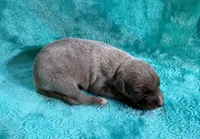 Lariat, a male Whippet for sale in Gentry, AR – Photo 7 of 7