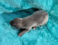 Lariat, a male Whippet for sale in Gentry, AR – Photo 4 of 7