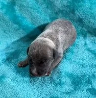 Lariat, a male Whippet for sale in Gentry, AR – Photo 2 of 7