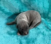 Lariat, a male Whippet for sale in Gentry, AR – Photo 3 of 7