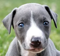 Suede, a male Whippet for sale in Gentry, AR – 2 of 6