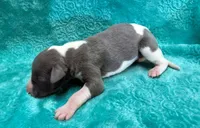 Suede, a male Whippet for sale in Gentry, AR – Photo 1 of 7