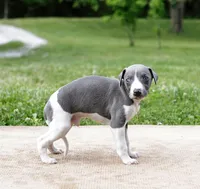 Suede, a male Whippet for sale in Gentry, AR – 6 of 6