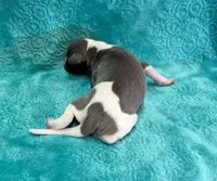 Suede, a male Whippet for sale in Gentry, AR – Photo 7 of 7