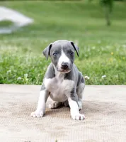 Suede, a male Whippet for sale in Gentry, AR – 5 of 6