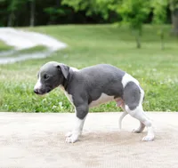 Suede, a male Whippet for sale in Gentry, AR – 3 of 6