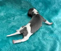 Suede, a male Whippet for sale in Gentry, AR – Photo 5 of 7