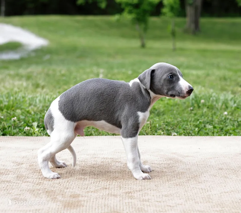 Suede – Whippet puppy for sale in Gentry, AR