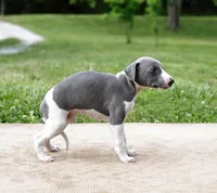 Suede, a male Whippet for sale in Gentry, AR – 1 of 6