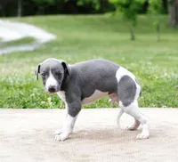 Suede, a male Whippet for sale in Gentry, AR – 4 of 6