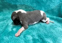 Suede, a male Whippet for sale in Gentry, AR – Photo 3 of 7