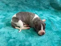 Tallahassee, a female Whippet for sale in Gentry, AR – Photo 3 of 7