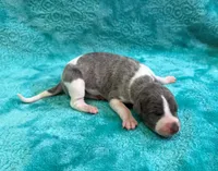 Tallahassee, a female Whippet for sale in Gentry, AR – Photo 5 of 7