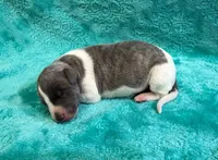 Tallahassee, a female Whippet for sale in Gentry, AR – Photo 6 of 7