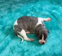 Tallahassee, a female Whippet for sale in Gentry, AR – Photo 4 of 7