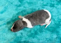 Tallahassee, a female Whippet for sale in Gentry, AR – Photo 2 of 7