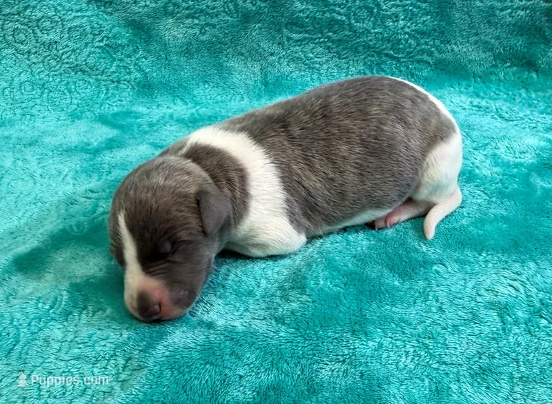 Tallahassee – Whippet puppy for sale in Gentry, AR