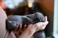 Ash, a male Whippet for sale in Gentry, AR – Photo 3 of 7