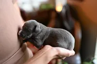 Ash, a male Whippet for sale in Gentry, AR – Photo 6 of 7