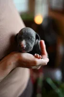 Ash, a male Whippet for sale in Gentry, AR – Photo 2 of 7