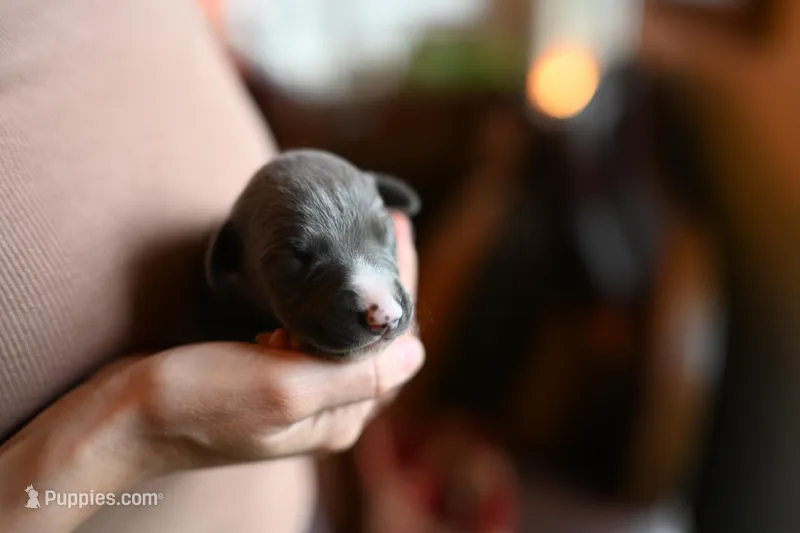 Ash – Whippet puppy for sale in Gentry, AR