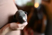 Ash, a male Whippet for sale in Gentry, AR – Photo 1 of 7