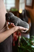 Ash, a male Whippet for sale in Gentry, AR – Photo 4 of 7