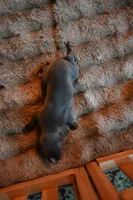 Ash, a male Whippet for sale in Gentry, AR – Photo 7 of 7