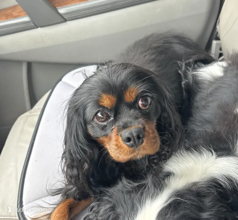 Phoebe , a female Cavalier King Charles Spaniel for sale in Wellington, CO – Photo 1 of 3