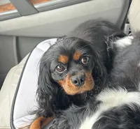 Phoebe , a female Cavalier King Charles Spaniel for sale in Wellington, CO – Photo 1 of 3