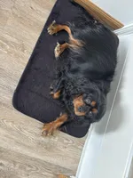 Phoebe , a female Cavalier King Charles Spaniel for sale in Wellington, CO – Photo 2 of 3